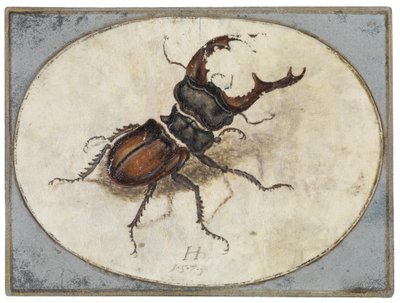Stag Beetle (after Albrecht Dürer) by Hans Hoffmann